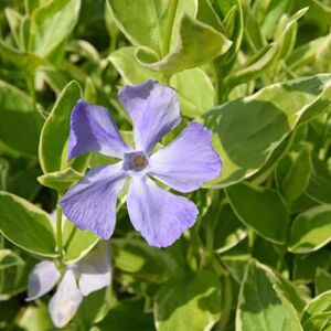 Vinca major 'Variegata' (v) ---